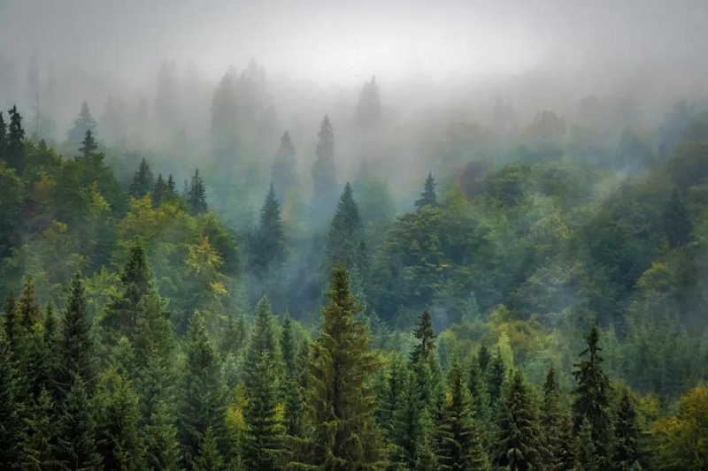植樹節(jié)|得高地板構(gòu)建健康家居，呵護地球生態(tài) 圖片2